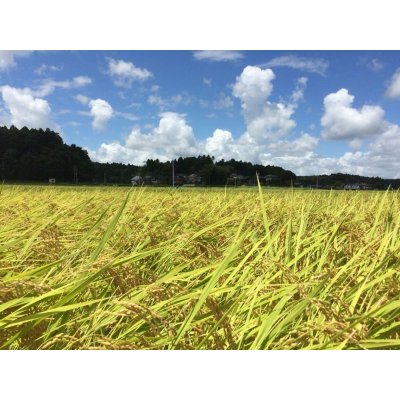 画像2: 精米2kg×5　令和4年産　特別栽培米コシヒカリ多古米（精米）2kg×5