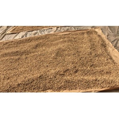 画像2: 令和 5年産　天日干し　農薬・化学肥料完全不使用　多古米【玄米】5kg