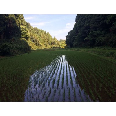 画像5: 精米10kg 新米 令和7年産 ちばエコ認証コシヒカリ多古米(精米)10kg(5kg袋×2)