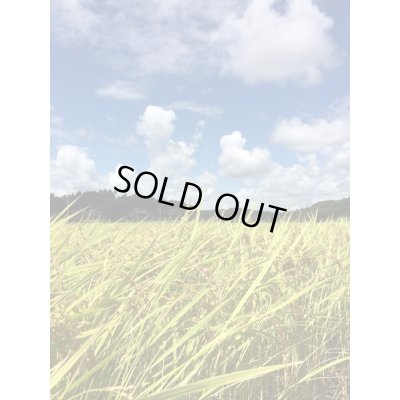 画像5: 【定期便】毎月5kgお届け 6か月分 合計【玄米】30kg 新米 令和7年産 ちばエコ認証コシヒカリ多古米【玄米】30kg(5kg×6)