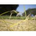 画像6: 精米2kg×5　新米　令和4年産　特別栽培米コシヒカリ多古米（精米）2kg×5 (6)