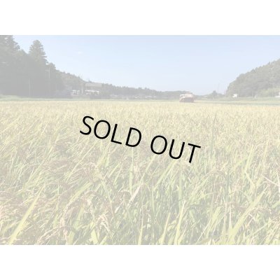 画像7: 多古の粒　令和6年産　特別栽培米　粒すけ多古の粒（精米）10kg