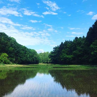 画像4: 【玄米】30kg 送料無料　新米　令和7年産　ちばエコ認証コシヒカリ多古米【玄米】30kg