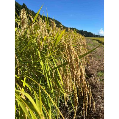 画像2: 【定期便】毎月5kgお届け　3か月分　合計精米15kg 新米　令和7年産　ちばエコ認証コシヒカリ多古米（精米）15kg（5kg×3）