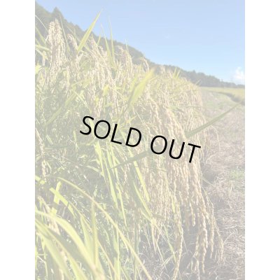 画像4: 多古の粒 令和6年産 特別栽培米 粒すけ多古の粒(精米)3kg