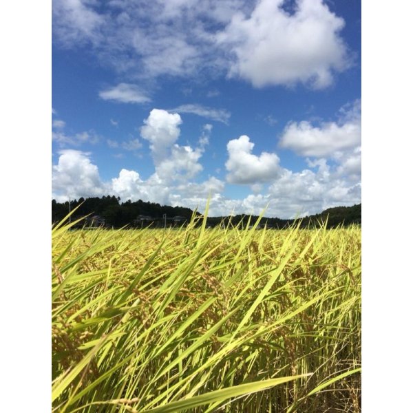 画像3: 【玄米】5kg　令和5年産　特別栽培米コシヒカリ多古米【玄米】５ｋｇ (3)
