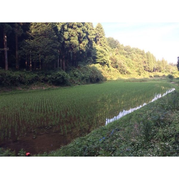 画像7: 精米5kg 新米　令和7年産　ちばエコ認証コシヒカリ多古米（精米）５ｋｇ (7)