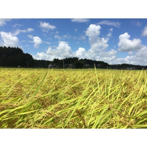 画像2: 【玄米】30kg　令和5年産　特別栽培米コシヒカリ多古米【玄米】30kg (2)
