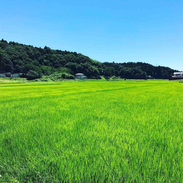 画像5: 【玄米】5kg　令和5年産　特別栽培米コシヒカリ多古米【玄米】５ｋｇ (5)