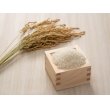 画像2: 精米5kg　令和5年産　特別栽培米コシヒカリ多古米（精米）５ｋｇ (2)